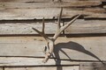 Deer Antler Mount