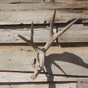 Deer Antler Mount