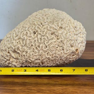 Könnte beinhalten: Ein beiges Gehirnkorallen-Exemplar, etwa 18 cm lang, mit einer komplexen, strukturierten Oberfläche. Die Koralle wird auf einer Holzoberfläche mit einem gelben Maßband ausgestellt.