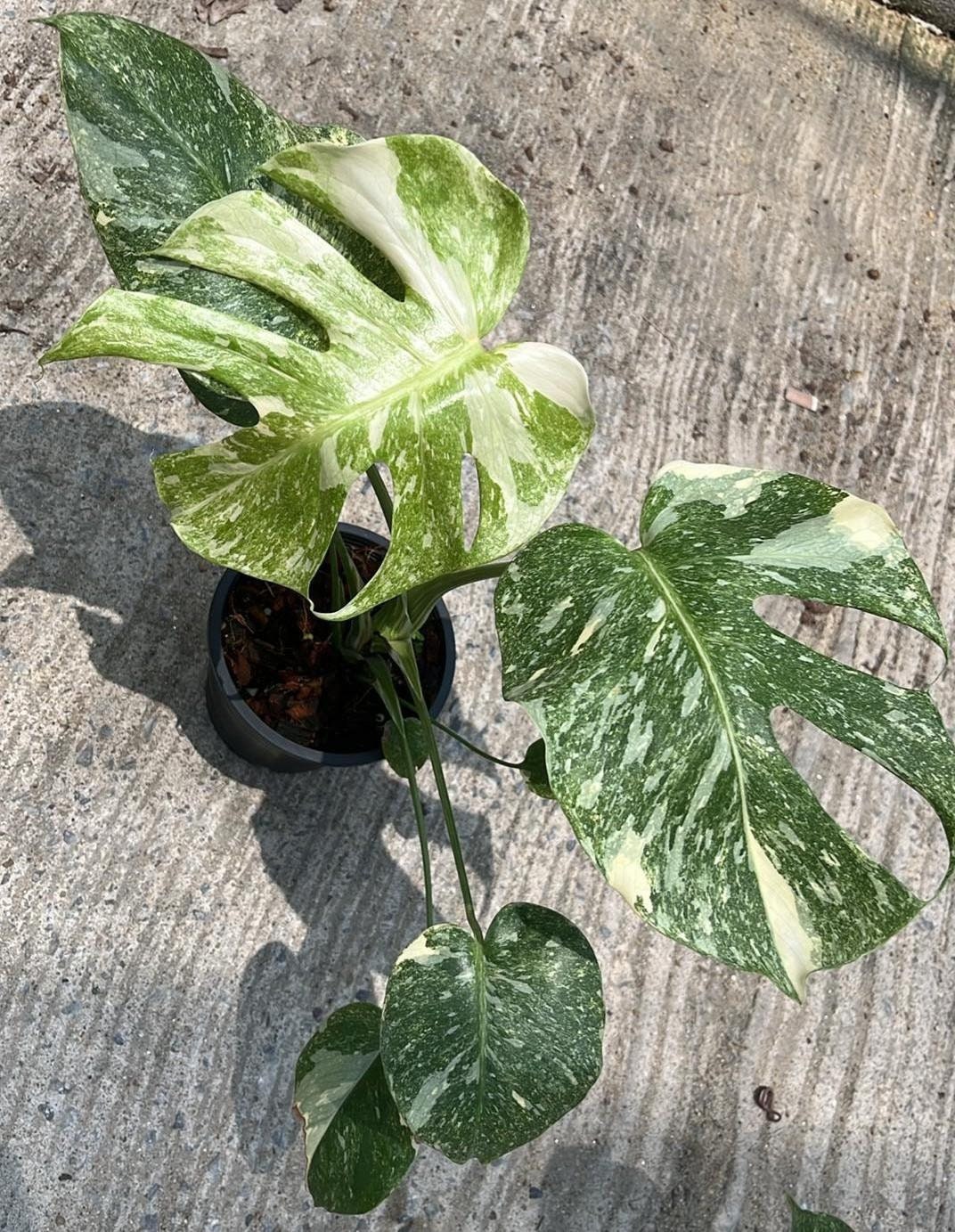 910 斑入　モンステラ Monstera deliciosa Platinum 910 斑入 モンステラ Monstera deliciosa Platinum