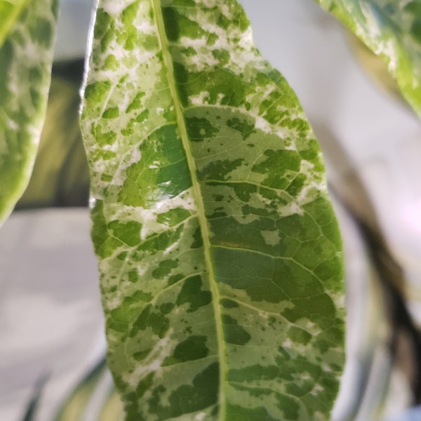 Variegated money tree