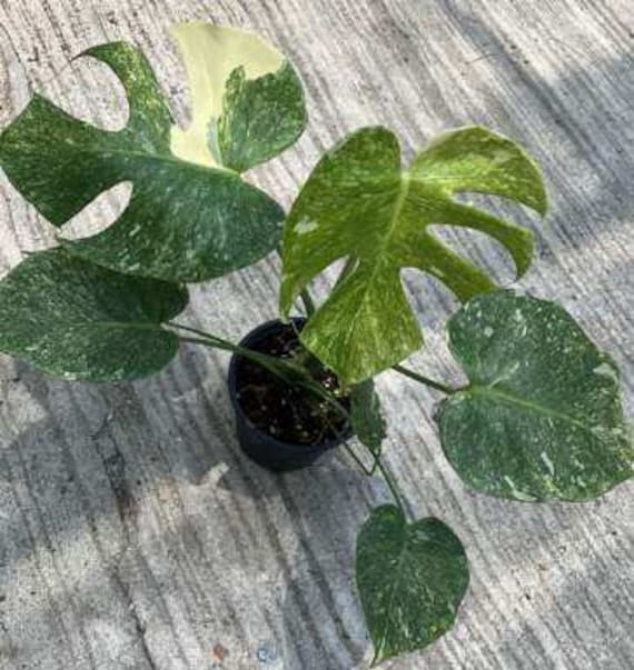 Buy Monstera Double Platinum - Very Rare Find!! Online in India - Etsy