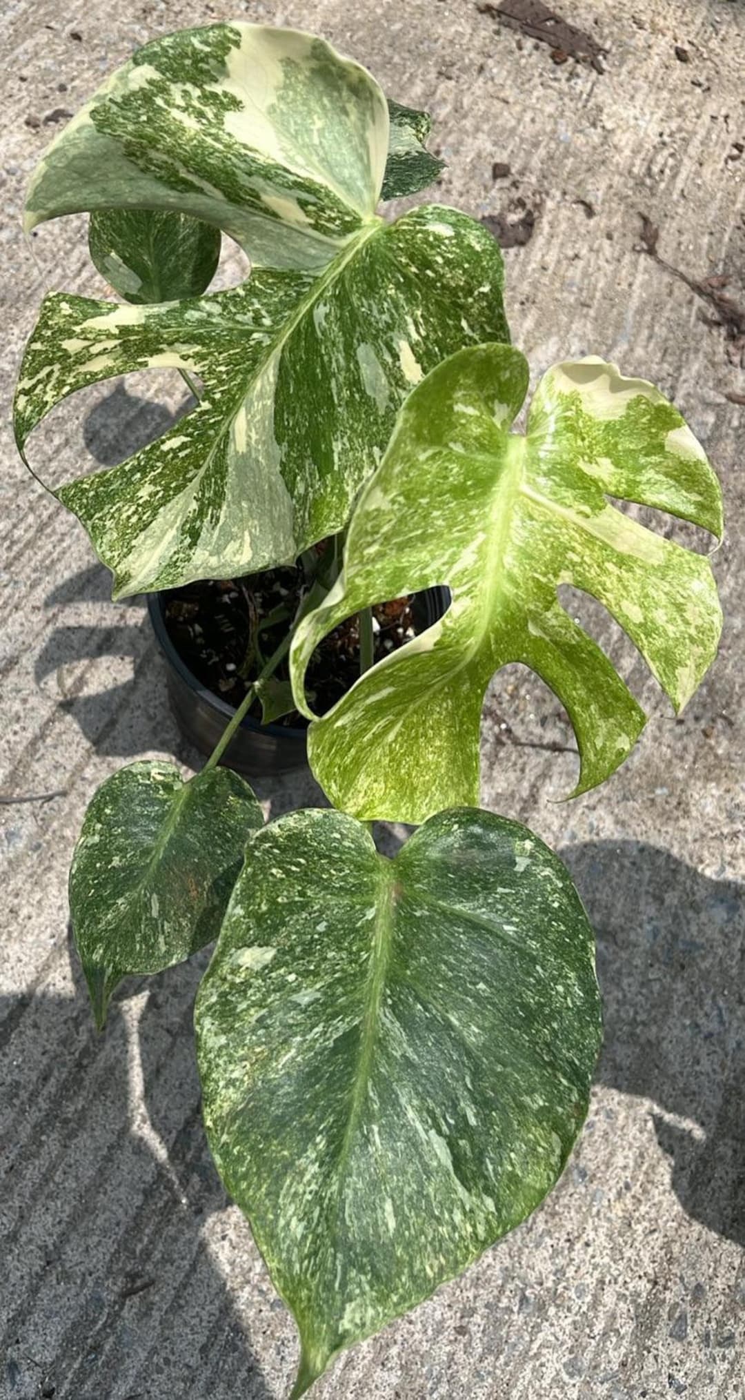 Monstera Double Platinum - Very Rare Find!! - Etsy