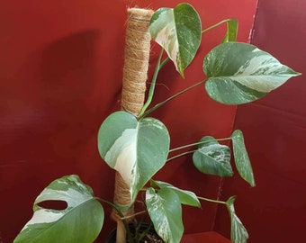 MONSTERA BORSIGIANA ALBO