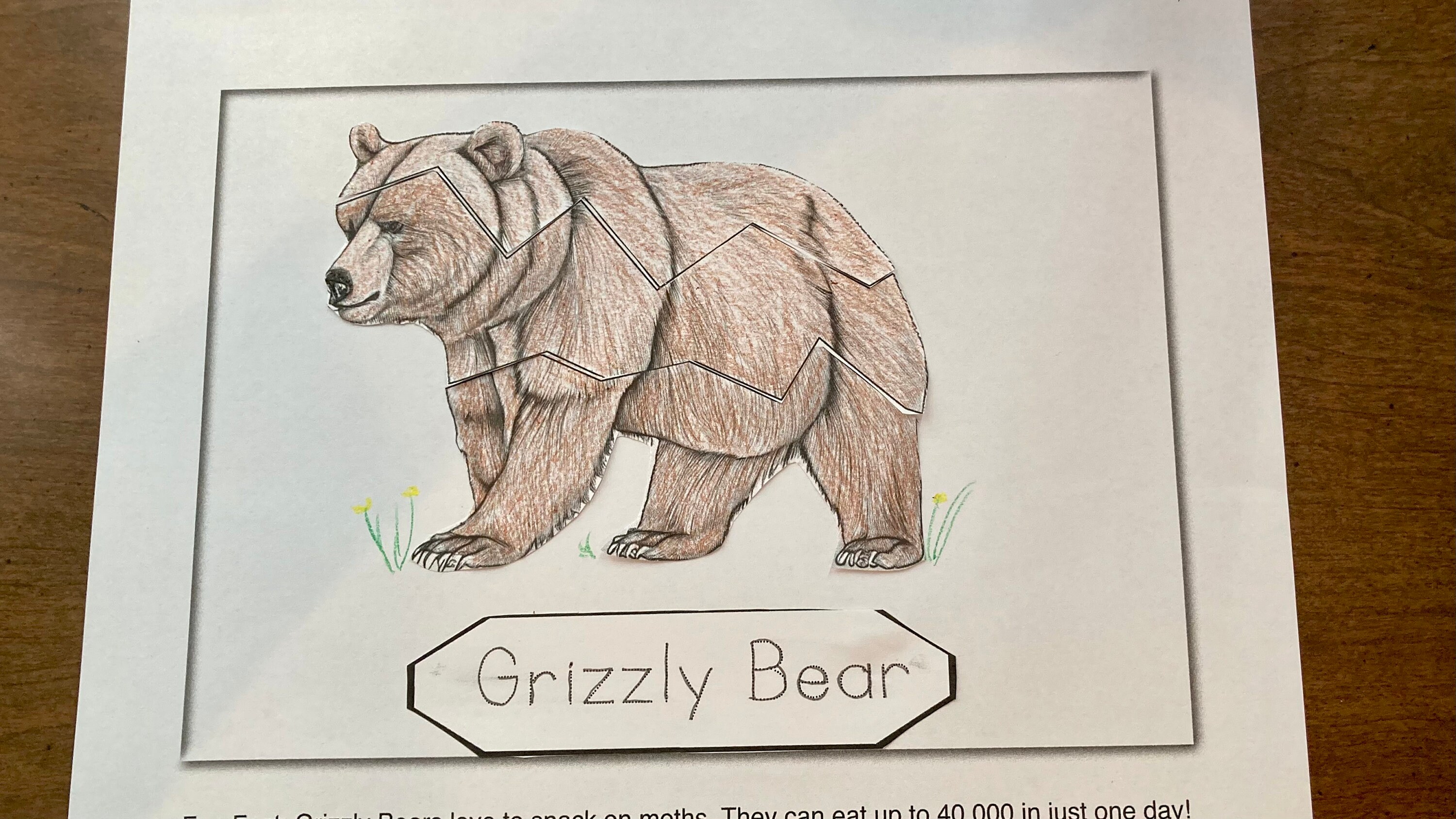 Printable Grizzly Bear Art Project - Etsy