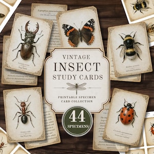 Op de afbeelding: Een verzameling vintage insectenstudiekaarten met gedetailleerde illustraties van een vliegend hert, vlinder, hommel, mier en lieveheersbeestje. De centrale kaart toont de tekst VINTAGE INSECT STUDY CARDS en 44 SPECIMENS in een groene cirkel.