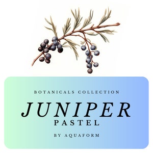 Botanical Collection: Juniper Pastel Illustrations Clipart (x20 PNG Images) Instant Download Image for commercial use