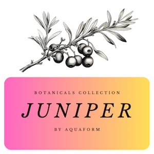 Botanical Collection: Juniper Illustrations Clipart (x20 PNG Images) Instant Download Image for commercial use