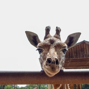 Giraffe digital print