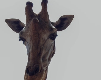 Könnte beinhalten: Eine Nahaufnahme des Kopfes und Halses einer Giraffe. Die Giraffe schaut direkt in die Kamera, die Zunge herausgestreckt. Der Hintergrund ist ein hellgrauer Himmel.