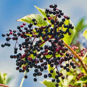 5 Black Elderberry cuttings