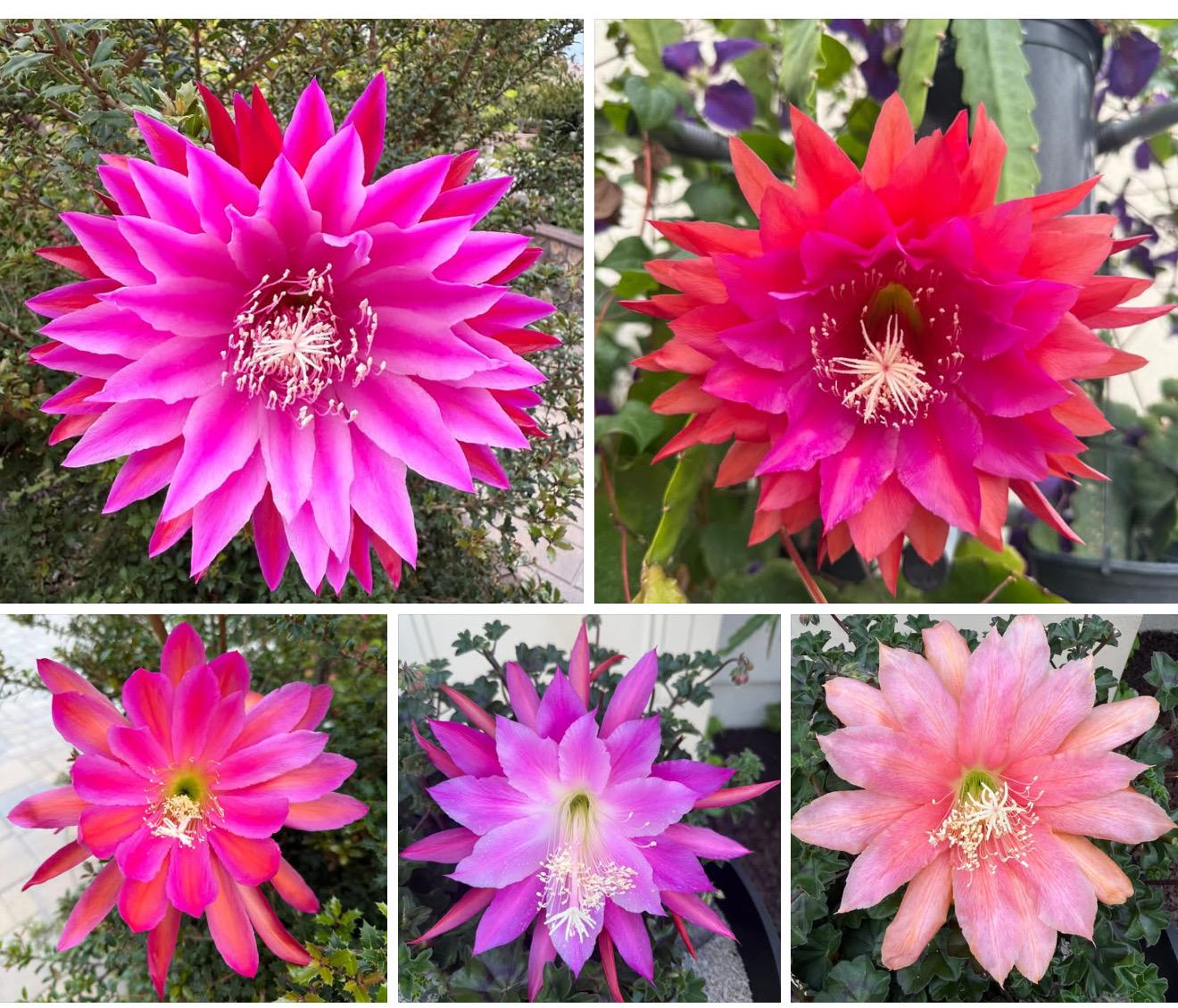 thumbnail image 2 of Red Epiphyllum Flower Seeds - 50 Pcs 2 of 14