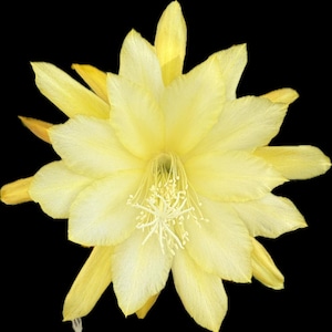 Y7 Yellow white