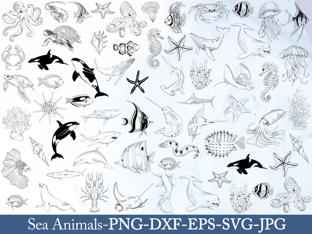 Sea Animals Line Art Collection: Ocean SVG PNG Bundle - Etsy