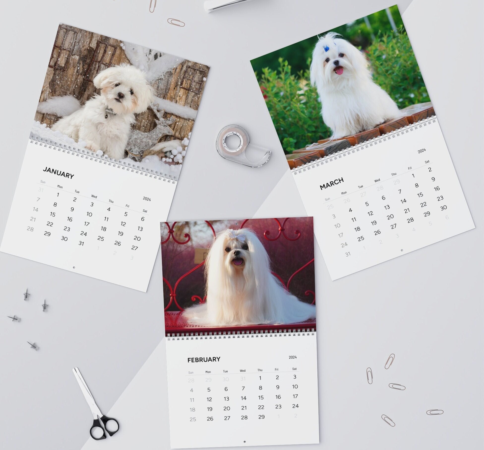 Maltese Wall Calendar 2024 Dog Lovers Gift Maltese Cute Calendar Gift