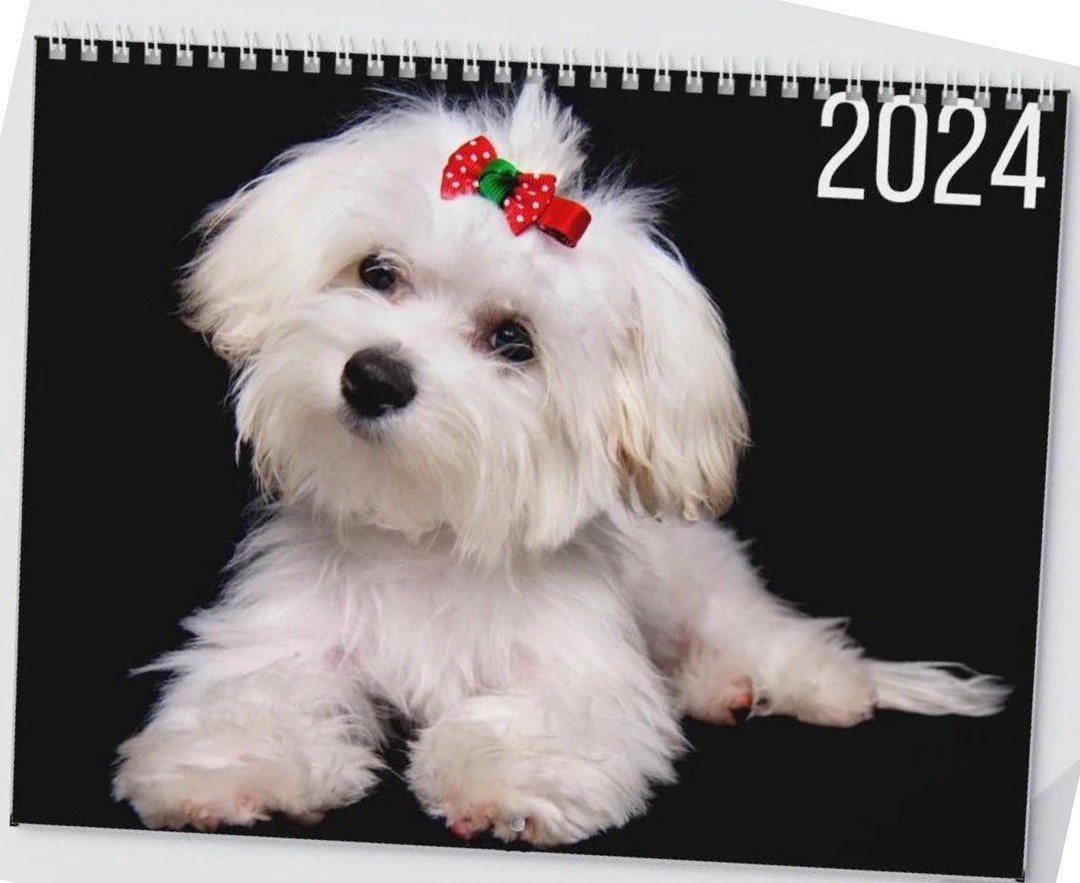 Maltese Wall Calendar 2024 Dog Lovers Gift Maltese Cute Calendar Gift