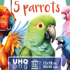Work & Print - 5 Png Bundle Colorful Parrots - 300 DPI, 12x16in / 30x40 cm - Printables Transparent Png Clipart Digital Junk Journal Kit