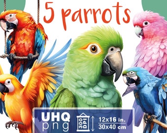 Work & Print - 5 Png Bundle Colorful Parrots - 300 DPI, 12x16in / 30x40 cm - Printables Transparent Png Clipart Digital Junk Journal Kit