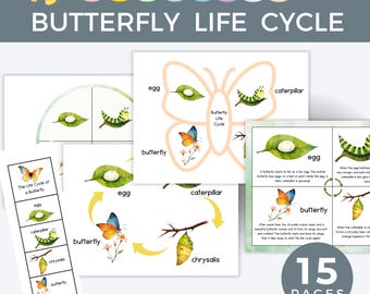 Life Cycle Of A Butterfly Editable PowerPoint, Butterfly Life Cycle Activity, Science Resource, Homeschool Learning, Teacher Printable