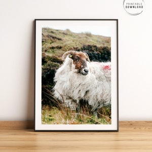 Irish sheep, Ireland wall art, Irish countryside printable photography, Ireland sheep poster, Animal lovers home decor, outdoor animals