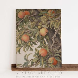 Vintage Peach Botanical Wall Art – Antique Fruit Tree Illustration, Cottagecore Kitchen Print, Farmhouse Orchard Digital Download