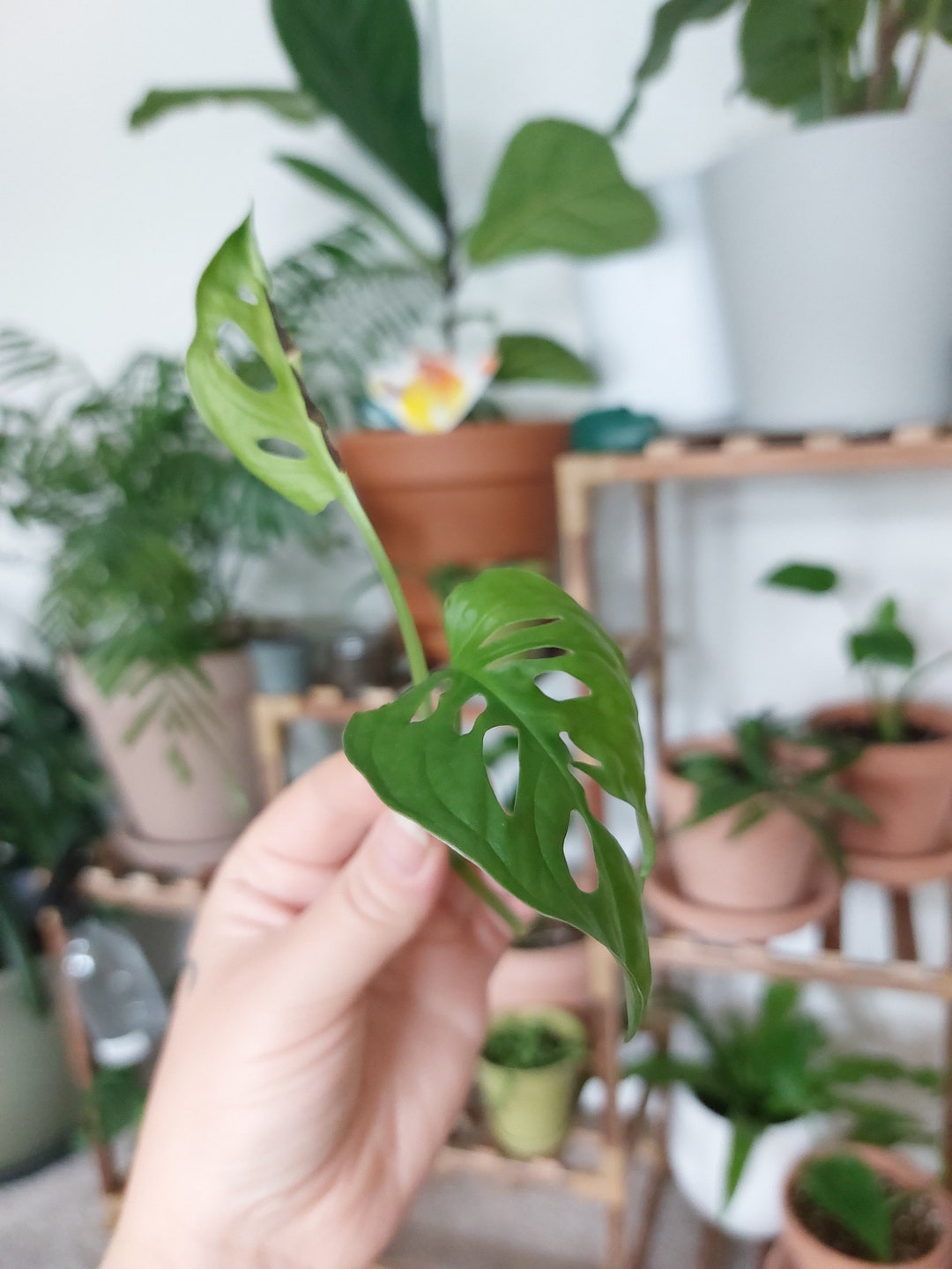 Monstera Adansonii Swiss Cheese Plant Cutting Etsy UK