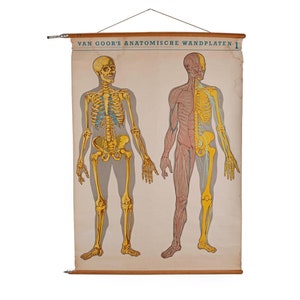 Medizinischer Druck von Van Goor, circa 1930 / Vintage Anatomie Skelett Schulnachzieher von Van Goor / Van Goor's Anatomische Wandplatten Druck