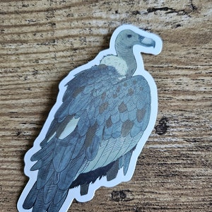 White Rumped Vulture Sticker