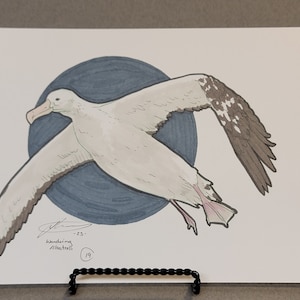 Wandering Albatross Original