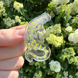 Crocodile Monitor Pin