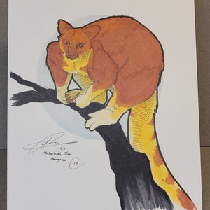 Matschies Tree Kangaroo Original