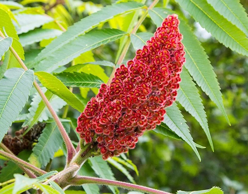 100 Organic Turkish Ground Sumac Etsy