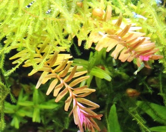 Red Rotala Indica Live Plant