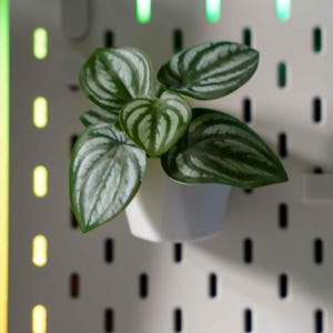 Może przedstawiać: Mała roślina doniczkowa z zielonymi i białymi paskowanymi liśćmi znajduje się na białej tablicy z kołkami z białą klawiaturą na pierwszym planie.