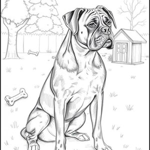 Peut inclure: Un dessin au trait en noir et blanc d'un boxer assis dans une cour. Le chien regarde vers la droite de l'image. Il y a un petit abri en bois en arri&egrave;re-plan.