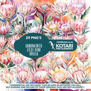 Watercolor Protea - Transparent PNG Clipart - Commercial use