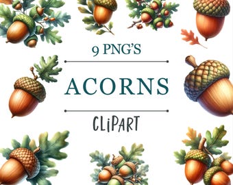Ekollon - Transparent PNG Clipart - Kommersiellt bruk