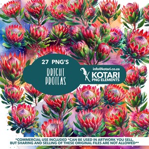 Puede incluir: Una descarga digital de 27 imágenes PNG con flores de protea rojas brillantes con hojas verdes. Las imágenes están sobre un fondo de acuarela con salpicaduras de rosa, azul y amarillo. El texto "27 PNG'S BRIGHT PROTEAS" se muestra en un círculo turquesa. El texto "info@kotari.co.za KOTARI PNG ELEMENTS" se muestra en un cuadro blanco con un icono de pluma.