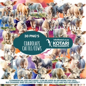 Charolais Cattle  - Transparent PNG Clipart - Commercial Use