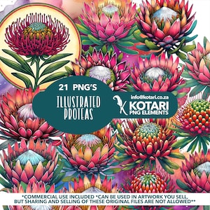 Proteas ilustradas - Clipart PNG transparente - Uso comercial