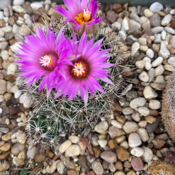 Beehive cactus