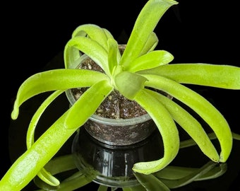 その他観葉植物 Scindapsus Yupa Scindapsus yupa