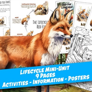 FUCHS LIFECYCLE Arbeitsblatt 9 Seiten, Poster und Beschriftungsaktivität, 3-teilige Karten, Malseite, Homeschool, Montessori, sofortiger DOWNLOAD