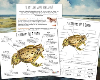 TOAD ANATOMY Werkblad 3 pagina's, Poster en etiketteringsactiviteit, Winteroverlevingsstrategie, Homeschool, Montessori, INSTANT Download