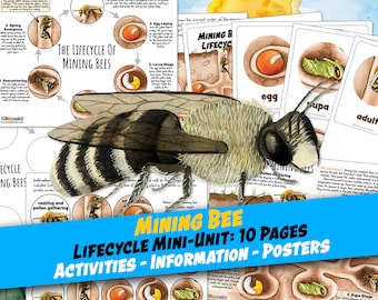 MINING BEE LIFECYCLE Worksheet 10 Pages, Poster and Labeling Activity, 3-Part Cards, Homeschool, Montessori, Instant Download