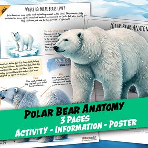 ANATOMÍA DEL OSO POLAR, Estudio de unidad, Imprimibles para la educación en el hogar, Anatomía, Ciencia, Hojas de trabajo, Actividad para niños, Montessori, Charlotte Mason, Descargar