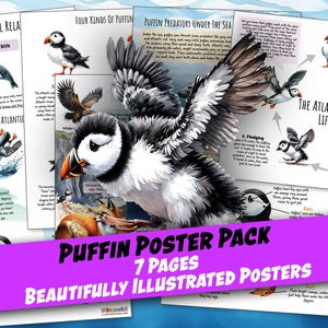 May include: A set of seven illustrated posters about the Atlantic Puffin. The posters feature colorful illustrations of puffins, their habitats, and their lifecycle. The posters are titled "Puffin Poster Pack" and "7 Pages Beautifully Illustrated Posters".