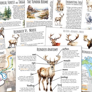 REINDEER Caribou Nature Unit Study, Printables, Lifecycle, Migration, Anatomy, Science, Worksheets, Homeschool, Montessori, INSTANT DOWNLOAD