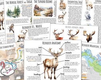 May include: A colorful educational chart about reindeer anatomy, migration, and the tundra biome. The chart features illustrations of reindeer, moose, and other animals, along with text explaining their characteristics and habitats.