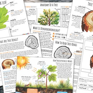 TREE Nature Unit, HUGE Printables Collection, Leaf Shape, Life Cycle, Anatomy, Science, Worksheets, Homeschool, Montessori, Instant DOWNLOAD